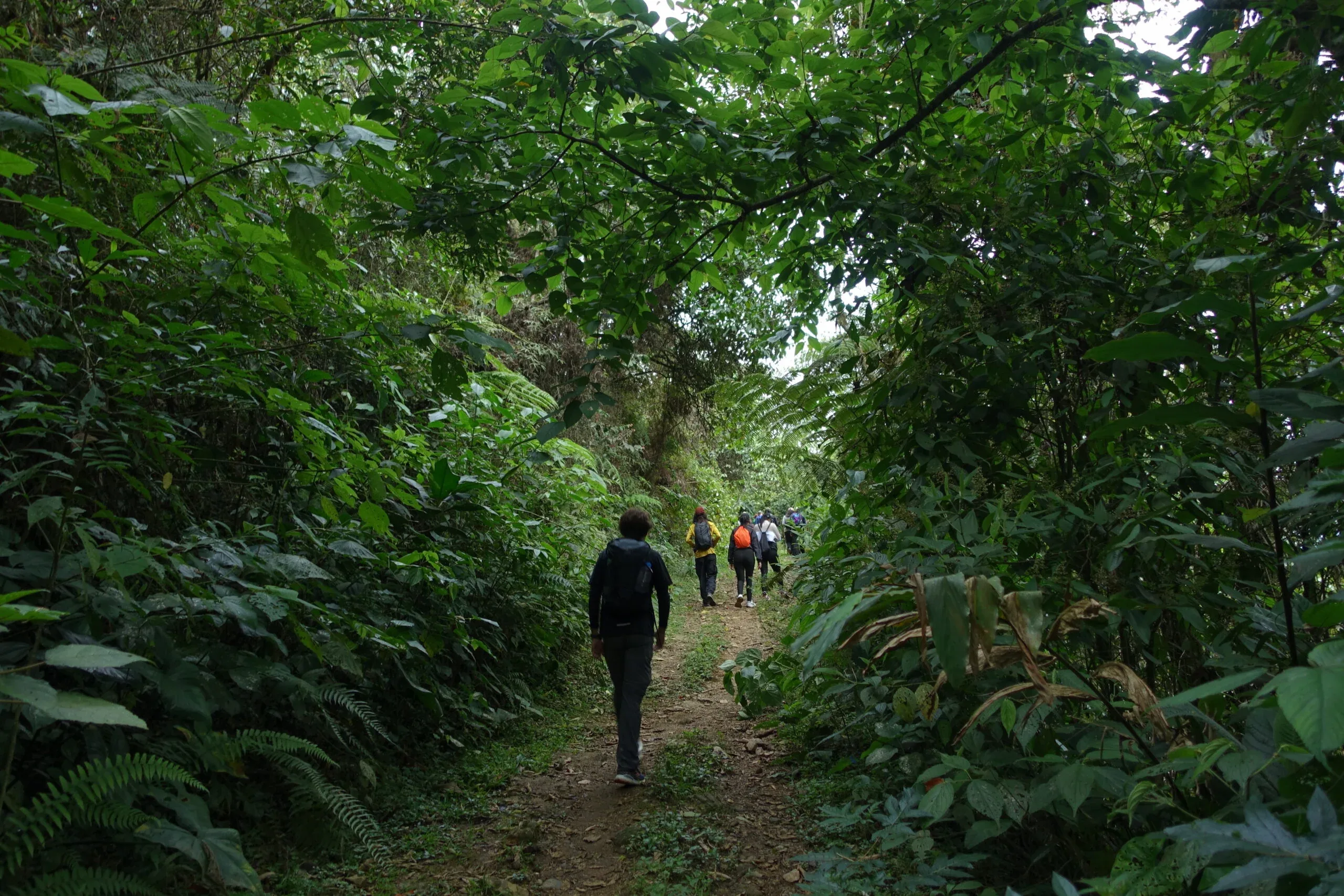 Cloud-forest trails at Parque El Salado, above Envigado